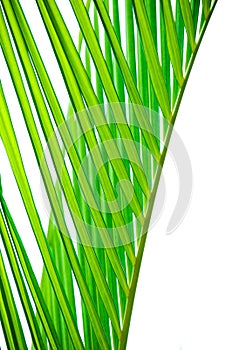 Palm leaf texture
