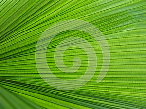 Palm leaf texture photo