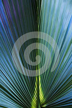 Palm leaf texture and background close up