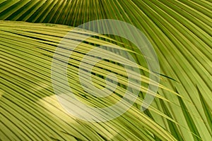 Palm leaf texture background, tropical leaf plant