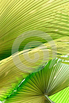 Palm leaf texture background, tropical leaf plant