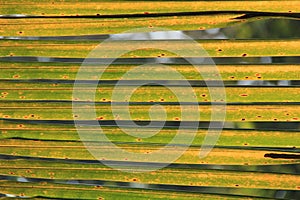 Palm Leaf texture details in sun light