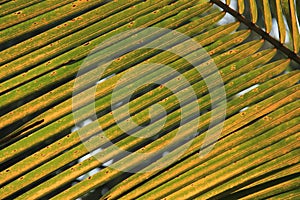 Palm Leaf texture details in sun light
