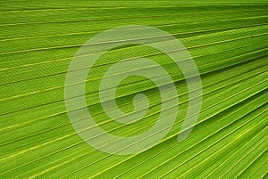 Palm leaf texture