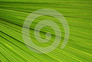 Palm leaf texture