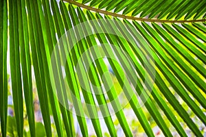 Palm leaf texture, plant over nature background
