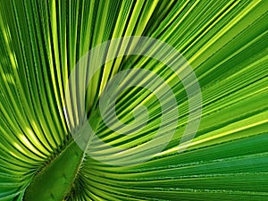 Palm leaf photo