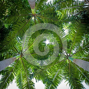 palm leaf on tree for background