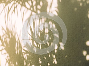 Palm leaf tree shadow on white wall background