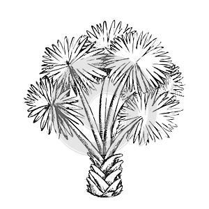 Palm Leaf Tree Texas Palmetto Monochrome Vector