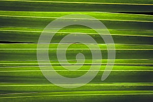 Palm leaf tropical backgrounf lush green photo