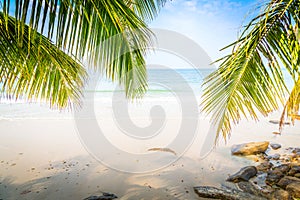 Palm leaf and tropical beachnature on background