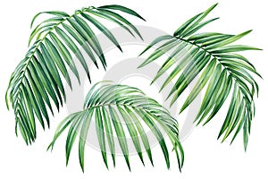 Palm leaf. Tropical leaves set. Jungle botanical watercolor illustrations, hand-draw floral elements