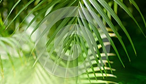 Palm leaf. Tropical plants. Nature blur background