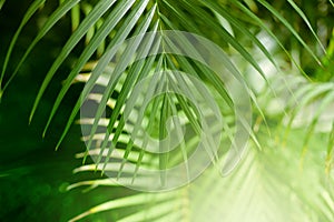 Palm leaf. Tropical plants. Nature blur background
