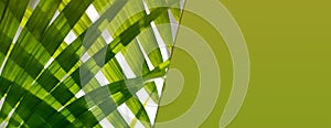 Palm leaf. Tropical plants. Nature green background