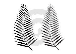 Palm leaf vector icon. Tropical dotwork leaf. Vector