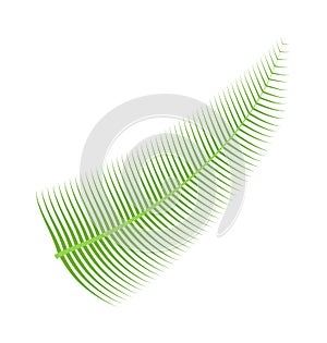 Palm leaf vector illustration.