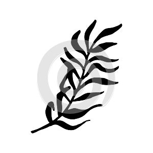 Palm leaf vector silhouette. Black on white