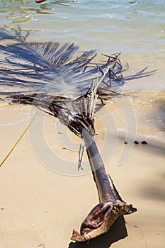 Palm Leaf in water, San Vicente,Palawan Island, Philippines.