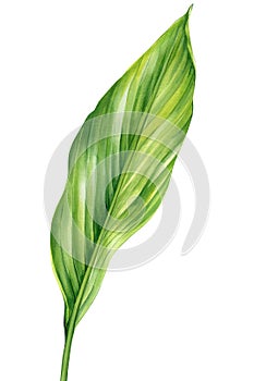 Palm leaf, watercolor painting green plant illustration isolated white background. Jungle clipart Tropical turmeric leaf