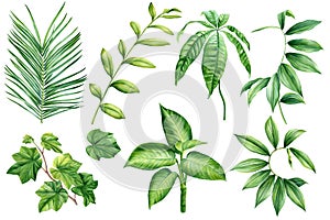 Palm leaf watercolor, tropical exotic green leaves botanical illustration isolated on white background, tropic plant set