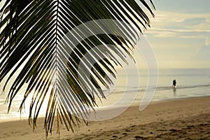 Palm leaf. White beach. Boracay Island. Aklan. Western Visayas. Philippines