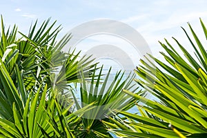 Palm leafs with blue sky and sea