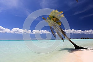 Palm leaning over lagoon, Paris, Christmas Island, Kiribati