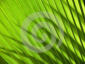 Palm leave