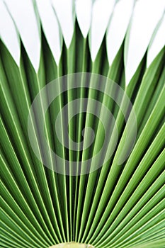 Palm leaves