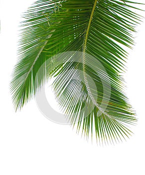 Palm leaves