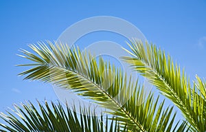 Palm leaves