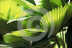 Palmera hojas 