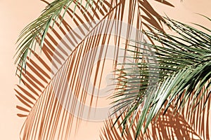 Palm leaves