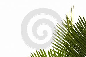 Palm leaves