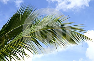 Palm leaves