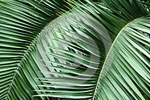 palm leaves