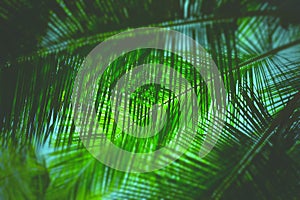 Palm Leaves - Abstract Green Natural Background with Blur