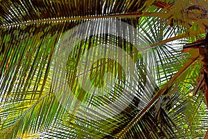 Palm Leaves - Abstract Illustration Background