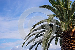 Palm leaves against blue sky with clouds. Tropical nature background. Palm tree closeup. Exotic landscape.