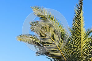 Palm leaves against the blue sky. Summer time and vacation concept