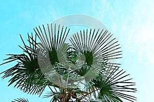 Palm leaf against a blue sky. Summer natural background. Poster design, wallpaper