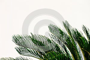 palm leaves against a light wall 2