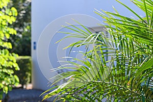 palm leaves against a light wall 3