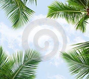 Palm leaves against sky