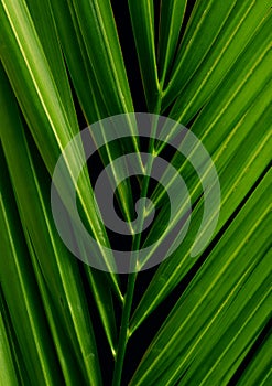 Palm Leaves (Arecaceae)