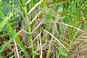 Palm leaves as a background. nature wallpaper concept.