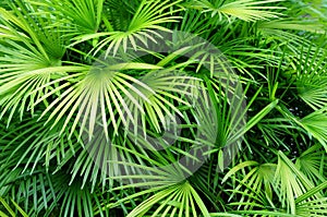 Palm leaves background