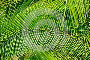 Palm Leaves (Background)